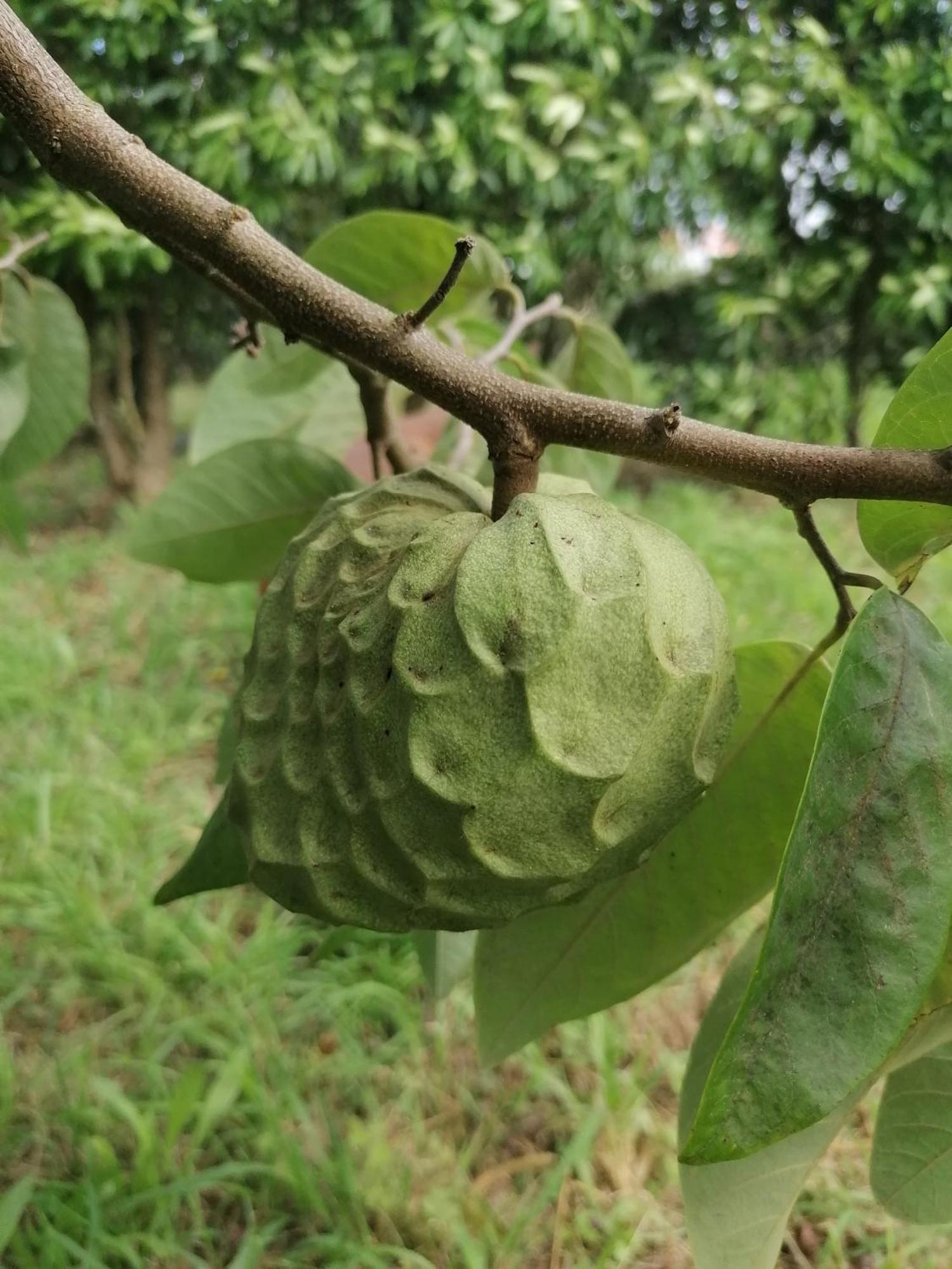 Espaço Roteiro de Mimos Açores Exterior foto