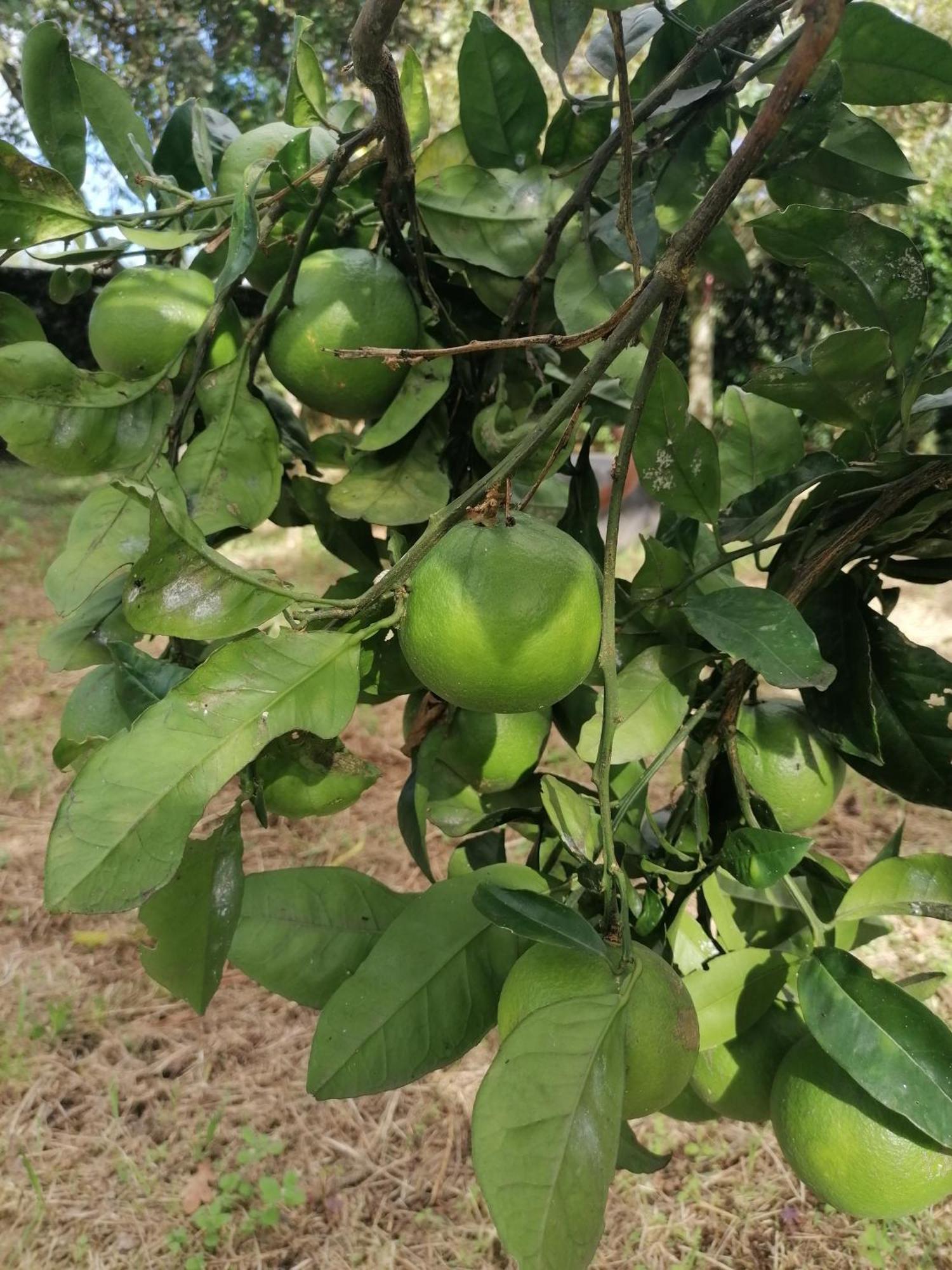Espaço Roteiro de Mimos Açores Exterior foto